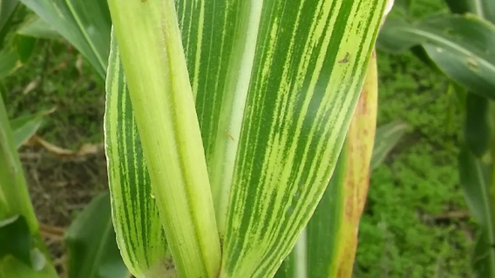 Blog Images