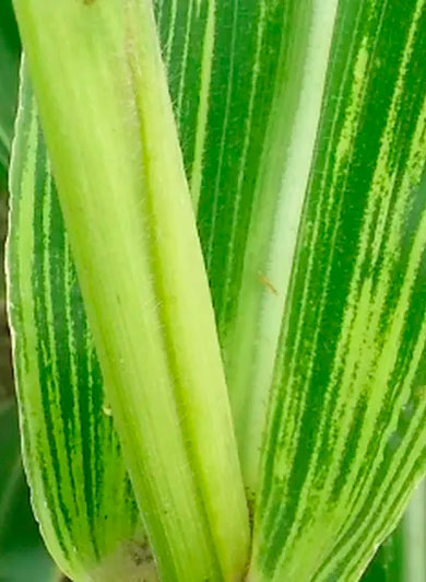 Blog Images